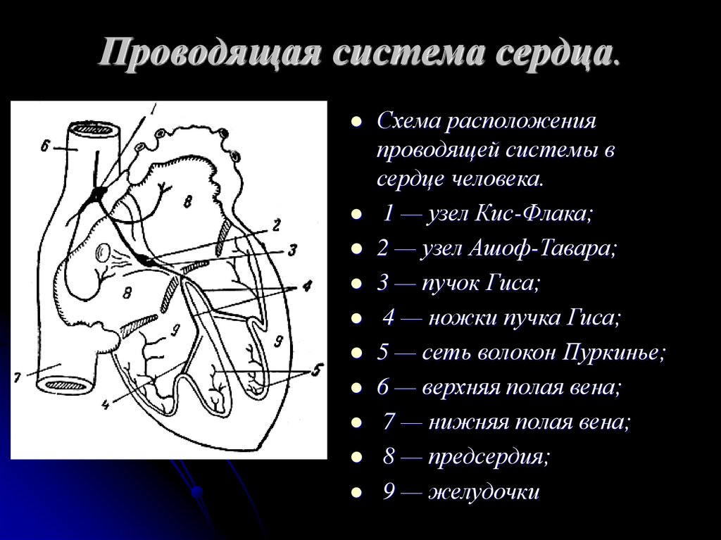 Местоположение проводящий. Проводящая система сердца гистология схема. 3. Проводящая система сердца. Проводящая система сердца узлы пучки волокна. Схема отделов проводящей системы сердца.