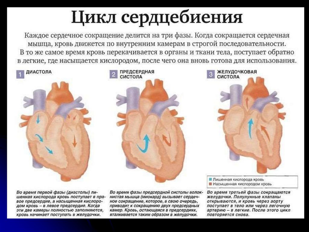 Сокращение предсердий в сердечном цикле. Строение сердца систола диастола. Систола желудочков предсердий и диастола. Систолы желудочков сердечного цикла. Систола желудочка сердца и диастола.