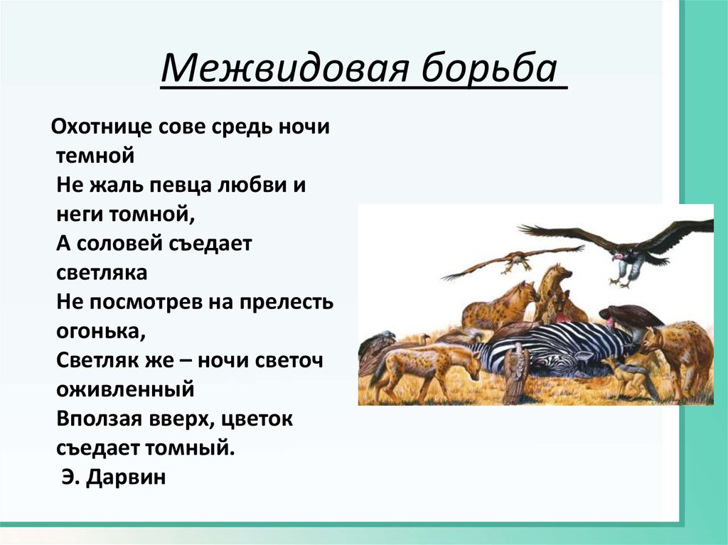 Особенности межвидовой борьбы. Межвидовая борьба хищничество примеры. Борьба за существование межвидовая борьба. Межвидовая борьба презентация. Межвидовая борьба за существование презентация.