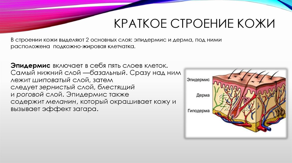 Строение кожи лица. Строение кожи кратко. Кожа анатомия кратко.