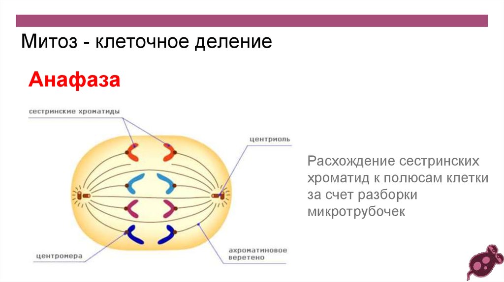 Полюса клетки