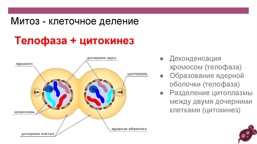 Митоз. Митоз образование ядерной оболочки. Клеточный цикл митоз презентация. Митоз цикл клетки.