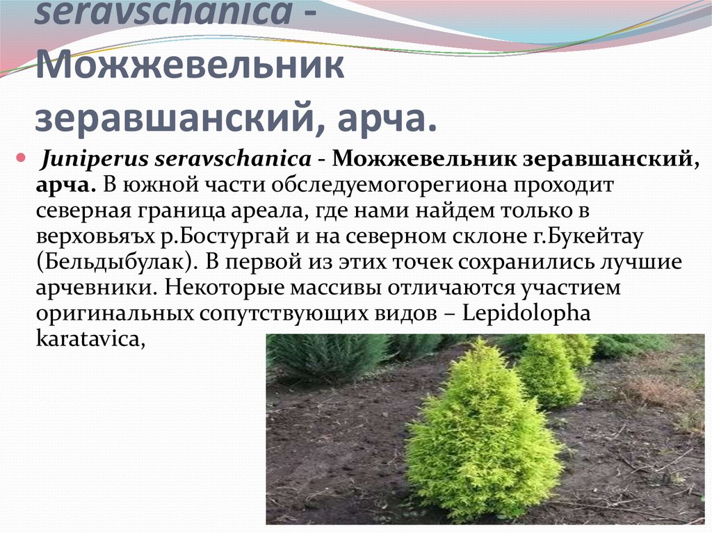 Juniperus seravschanica - Можжевельник зеравшанский, арча.