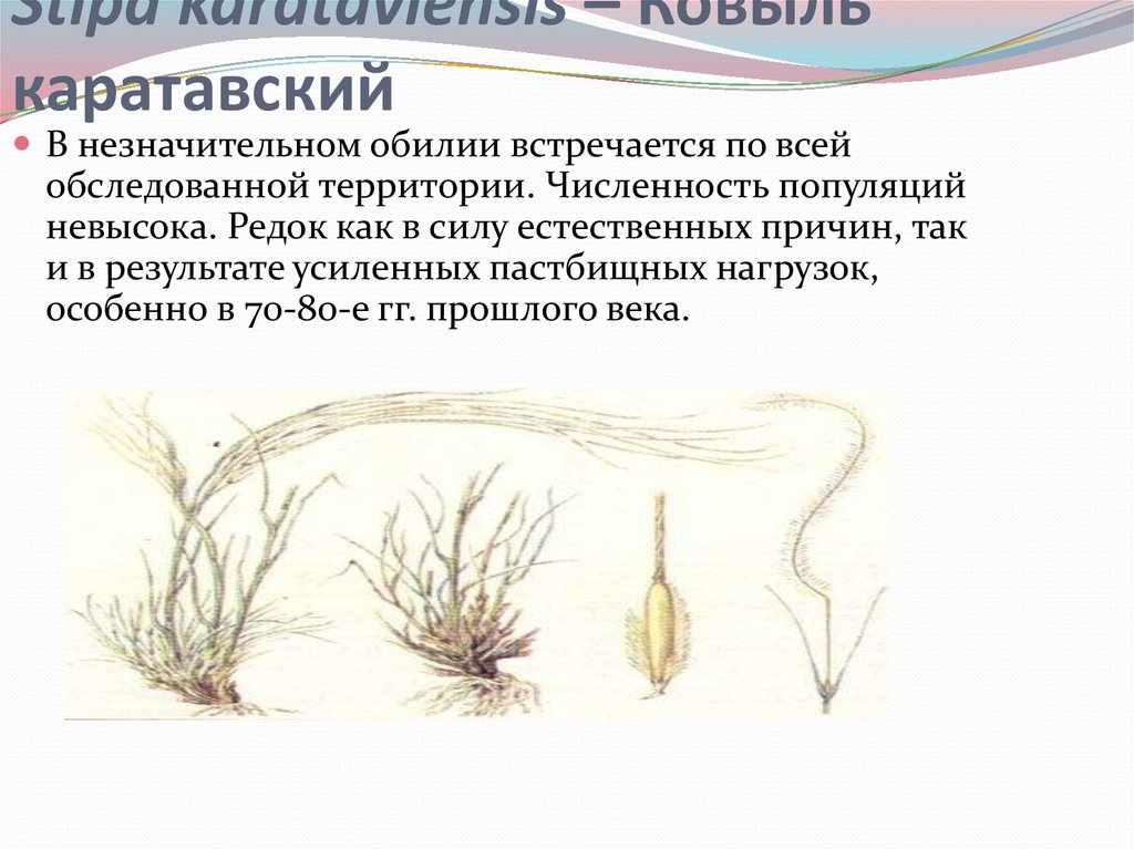 Stipa karataviensis – Ковыль каратавский