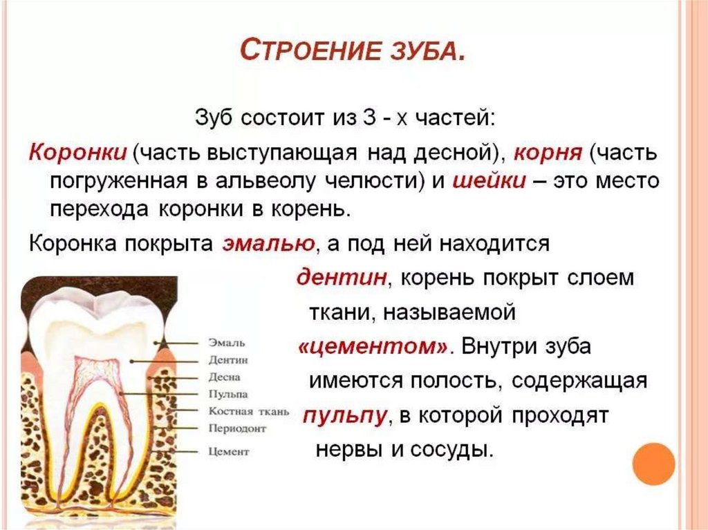 Какие части зуба обозначены на рисунке буквами а б в