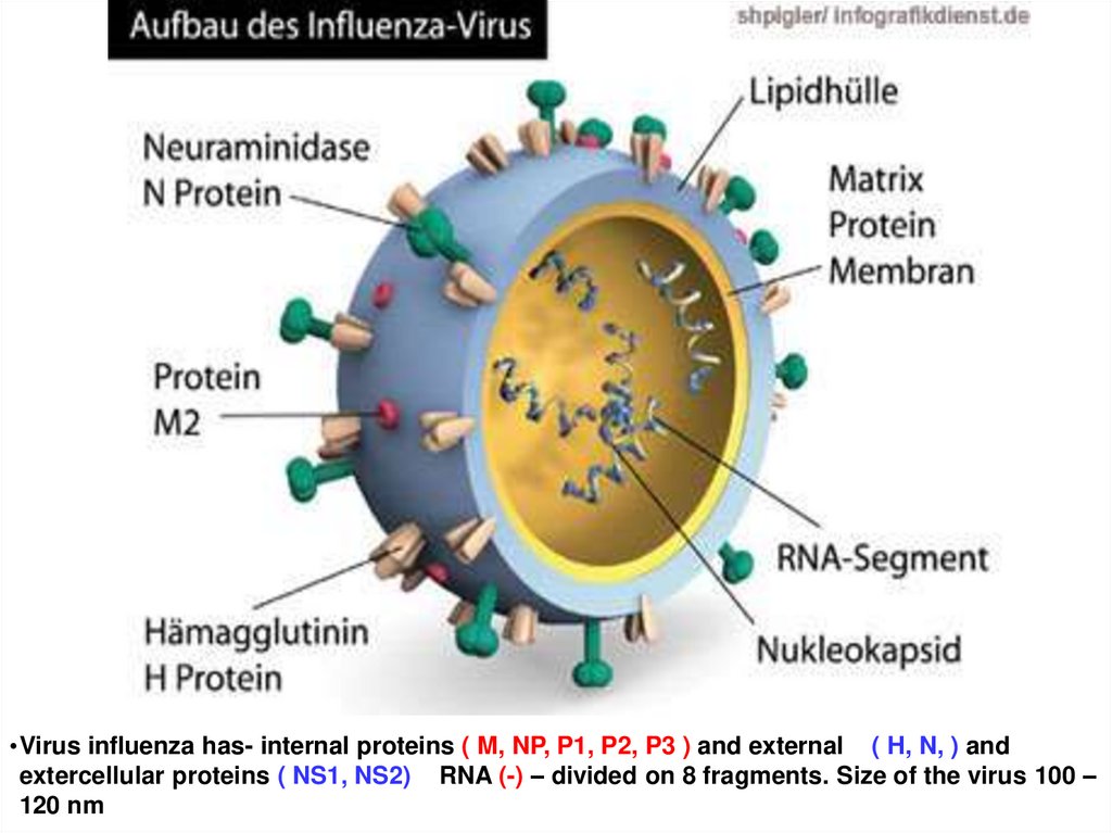 Get a virus. Инфлюэнца вирус. Вирусм. Influenza virus b lines. Вирус м3.