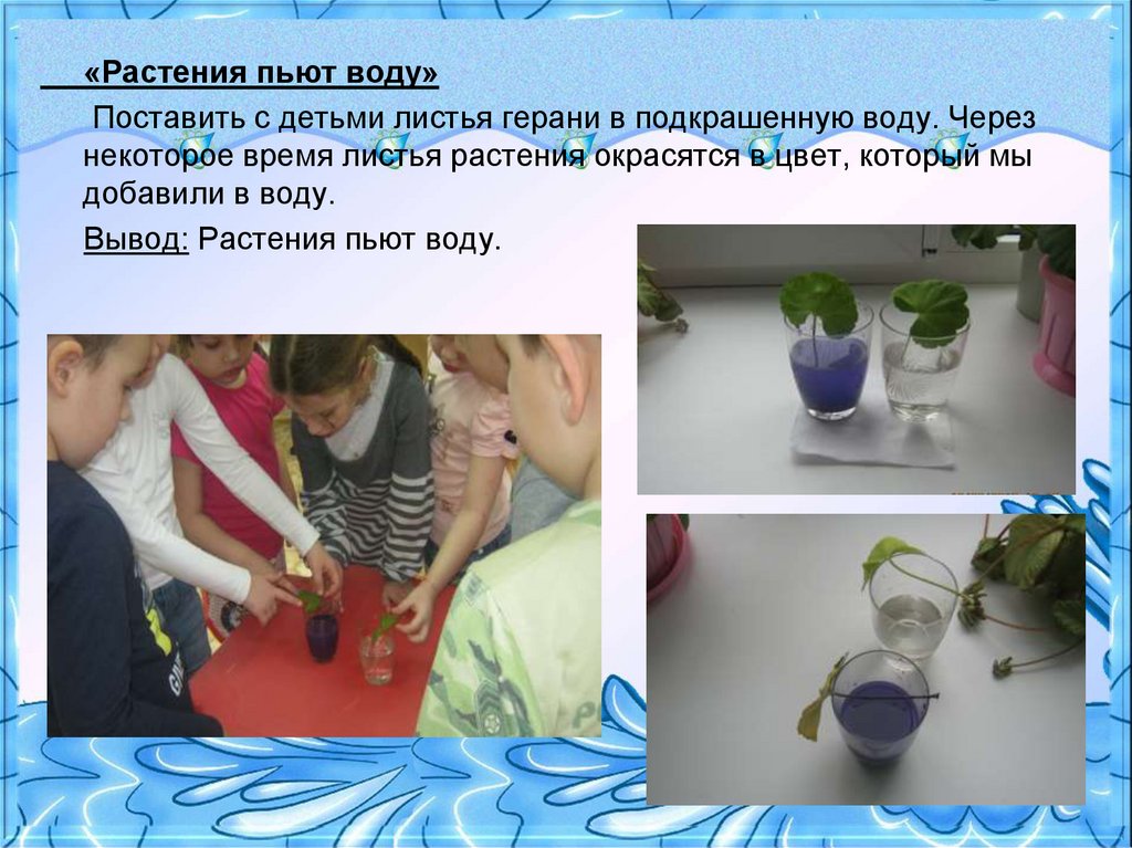 Цветы пьют воду. Опыты с комнатными растениями. Опыты с водой и растениями. Опыты с растениями для детей. Опыты с комнатными цветами.