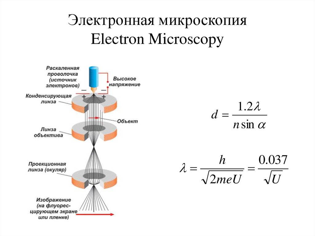 Электронная микроскопия принцип микроскопии