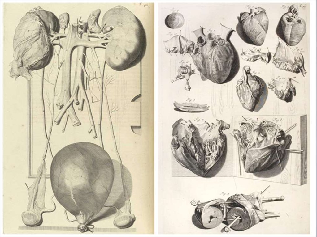 Старые анатомические рисунки