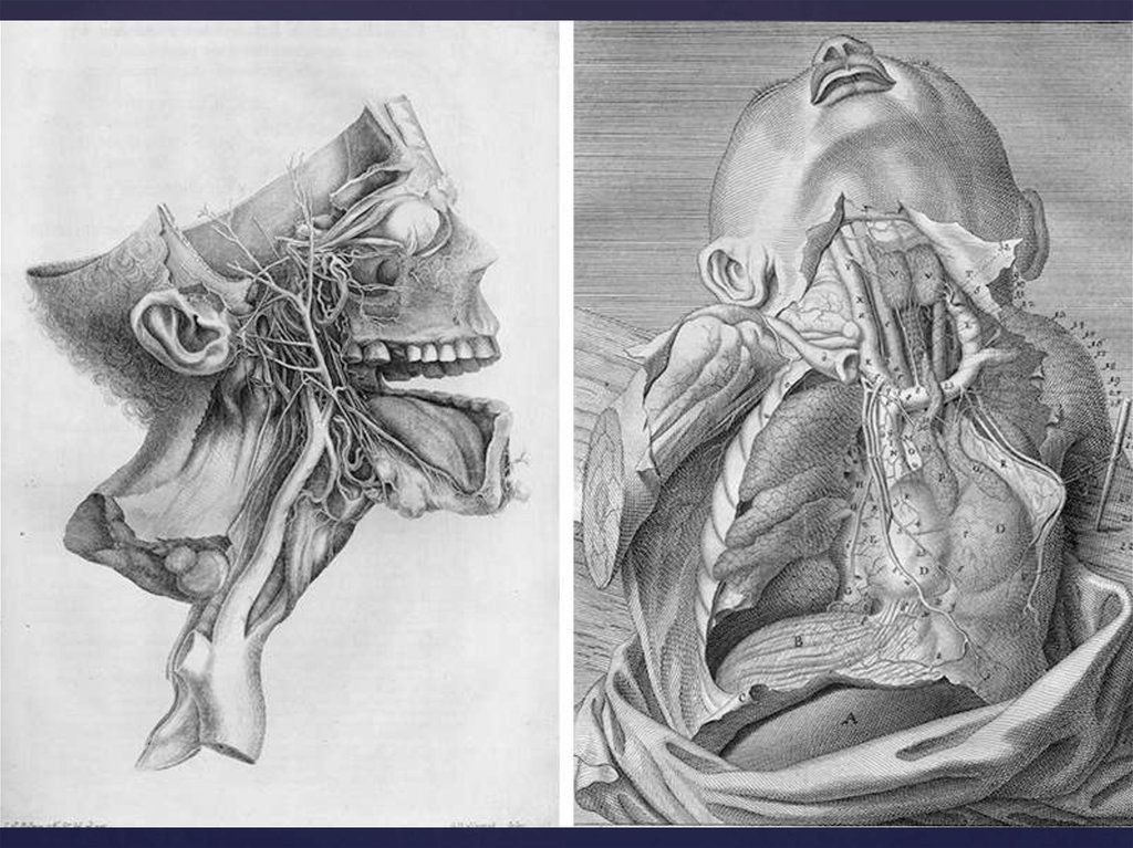 Anatomy 18. Везалий анатомический атлас. Андреас Везалий препарирует. Анатомические зарисовки.