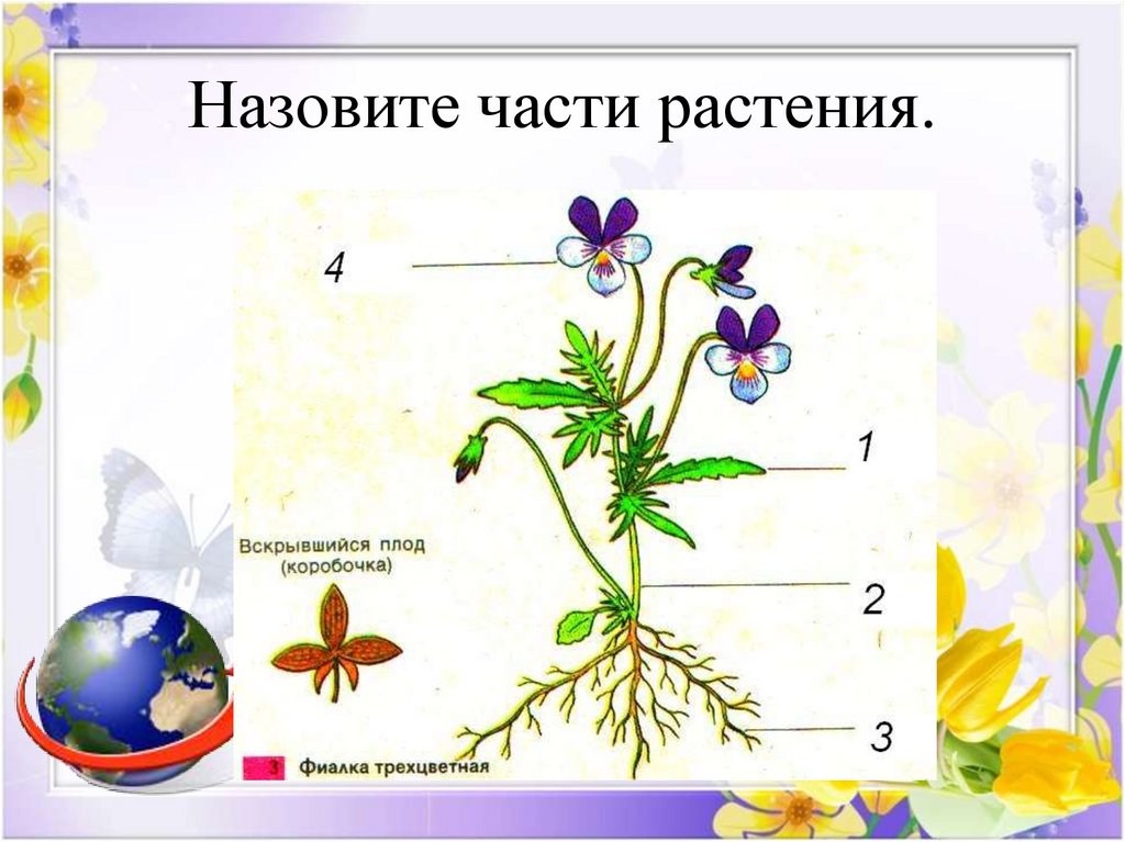 1 шт 3 растительное. Части растения. Окружающий мир части растений. Назовите части растения. Части растения для детей.