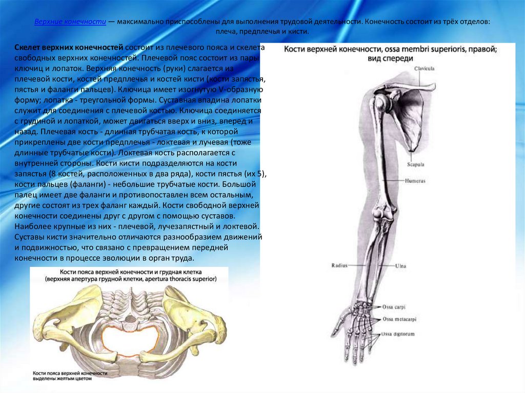 Соединения конечностей и поясов. Блоковидные суставы верхней конечности. Тип соединения пояса верхних конечностей. Суставы скелета верхней конечности. Соединение костей свободной верхней конечности анатомия.