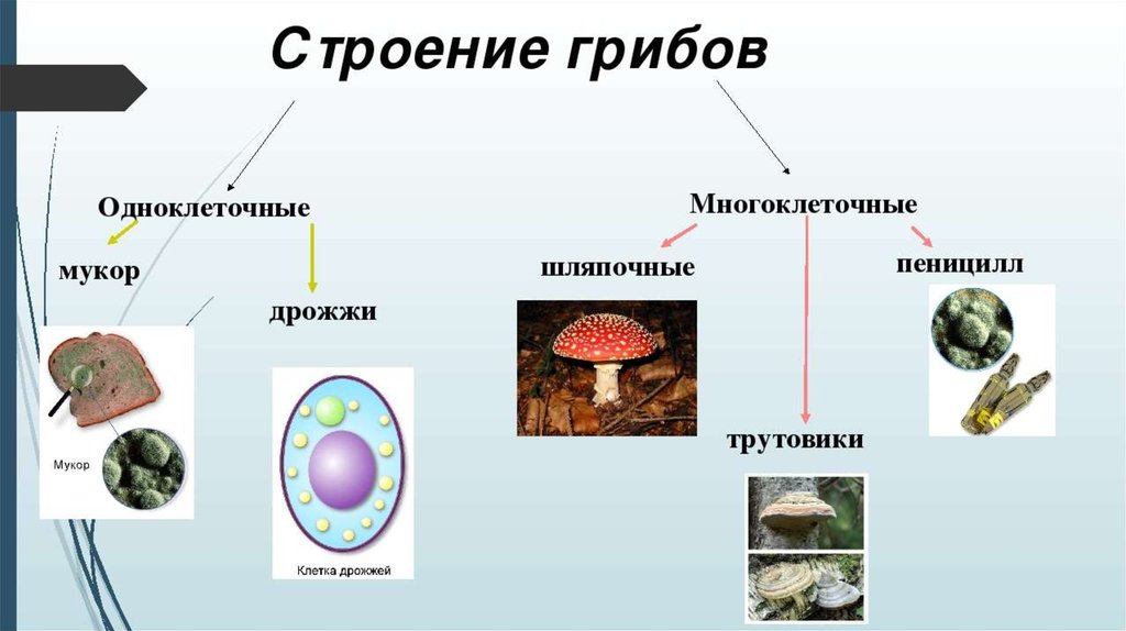 Какова роль клеток в жизни многоклеточных. Строение грибов одноклеточных и многоклеточных. Классификация грибов одноклеточные и многоклеточные. Биология 5 класс многоклеточные грибы организмы. Схема грибы одноклеточные и многоклеточные.