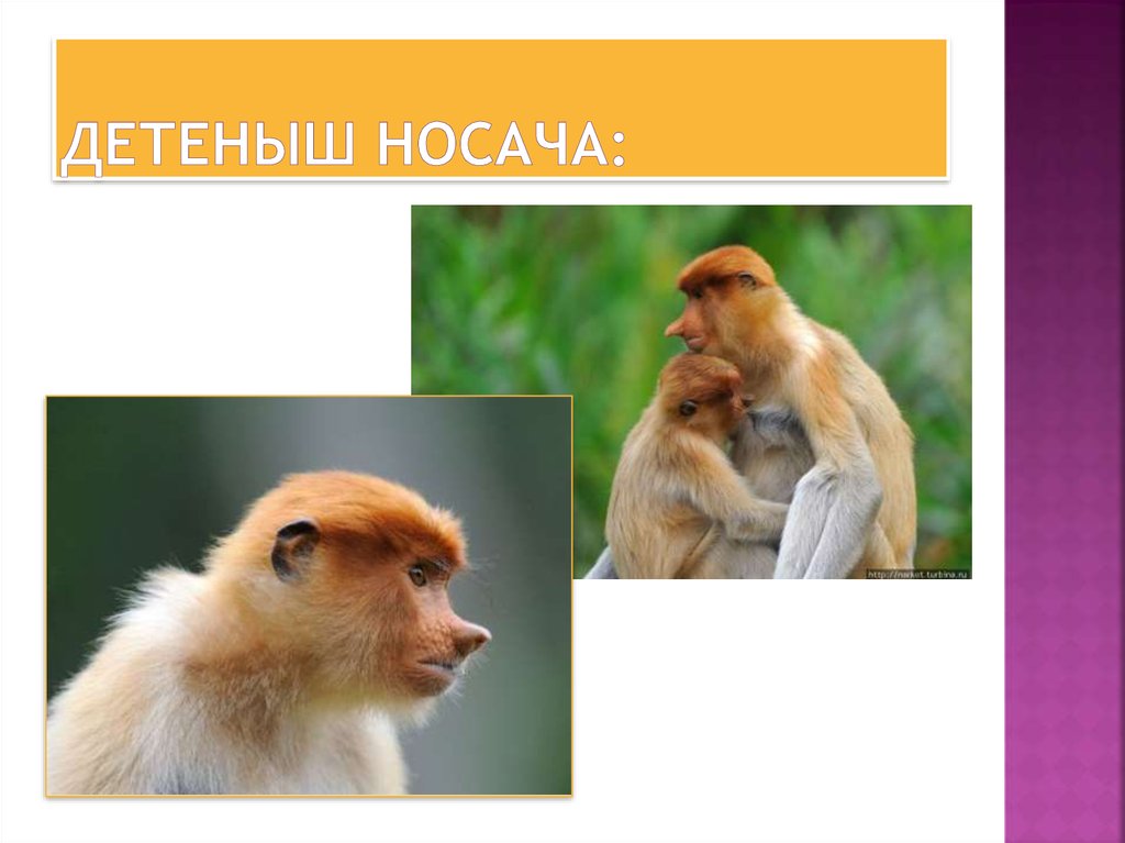 Детеныш носача: