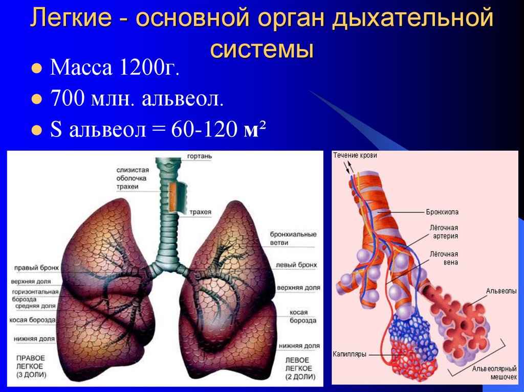 Легочное дыхание строение. Дыхательная система органов дыхания биология 8 класс. Презентация системы органов дыхания анатомия. Органы дыхательной системы 8 класс биология. Строение дыхательной системы человека 8 класс биология.