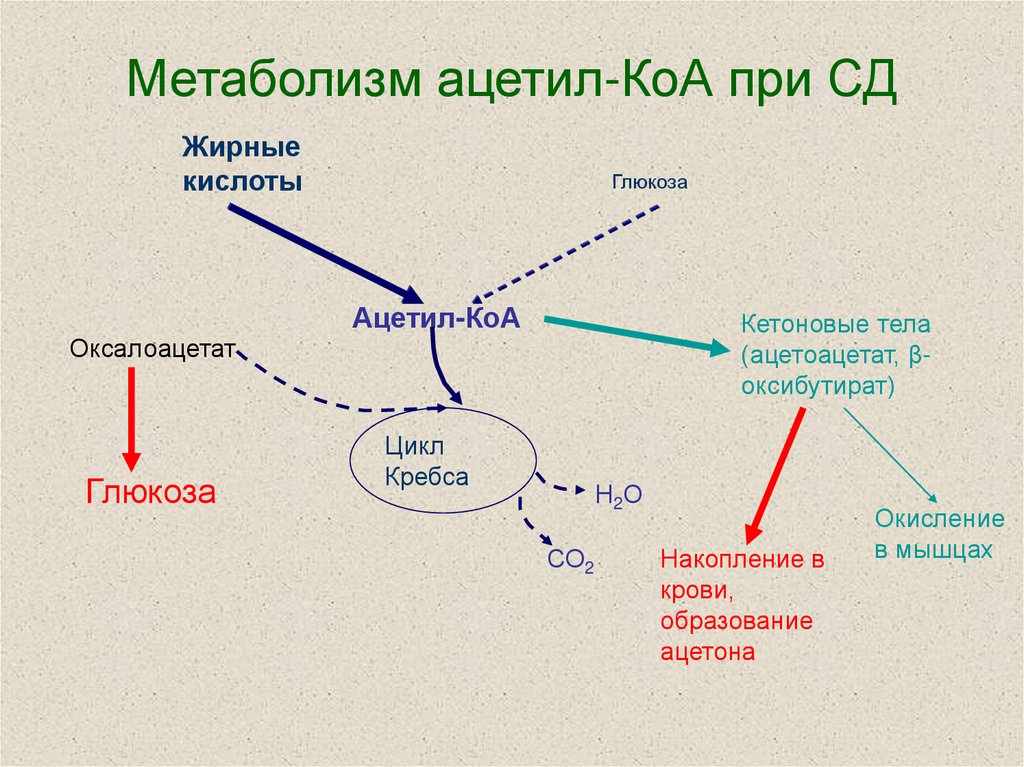 Цикл ацетил коа. Метаболизм ацетил КОА. Энергетический обмен ацетил КОА. Пути использования ацетил КОА. Метаболическая роль ацетил КОА.