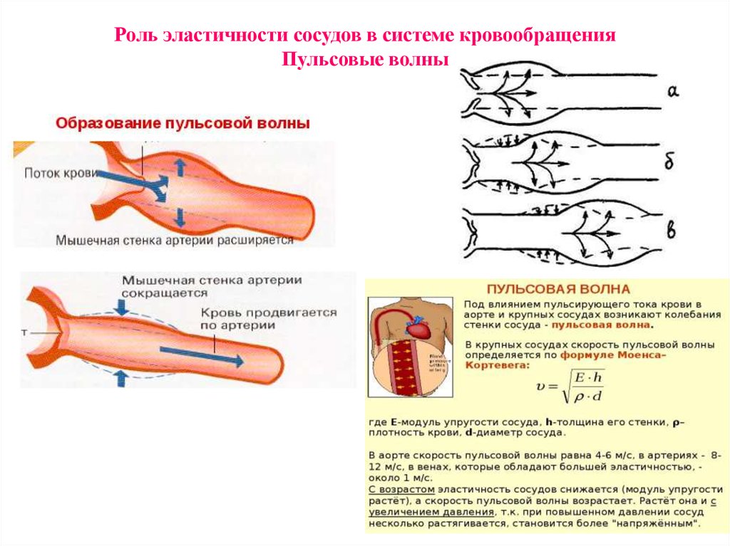 Обратный ток крови в венах. Как определить эластичность сосудистой стенки. Схема формирования пульсовой волны. Пульсовая волна в сосуде. Эластичность стенок сосудов.