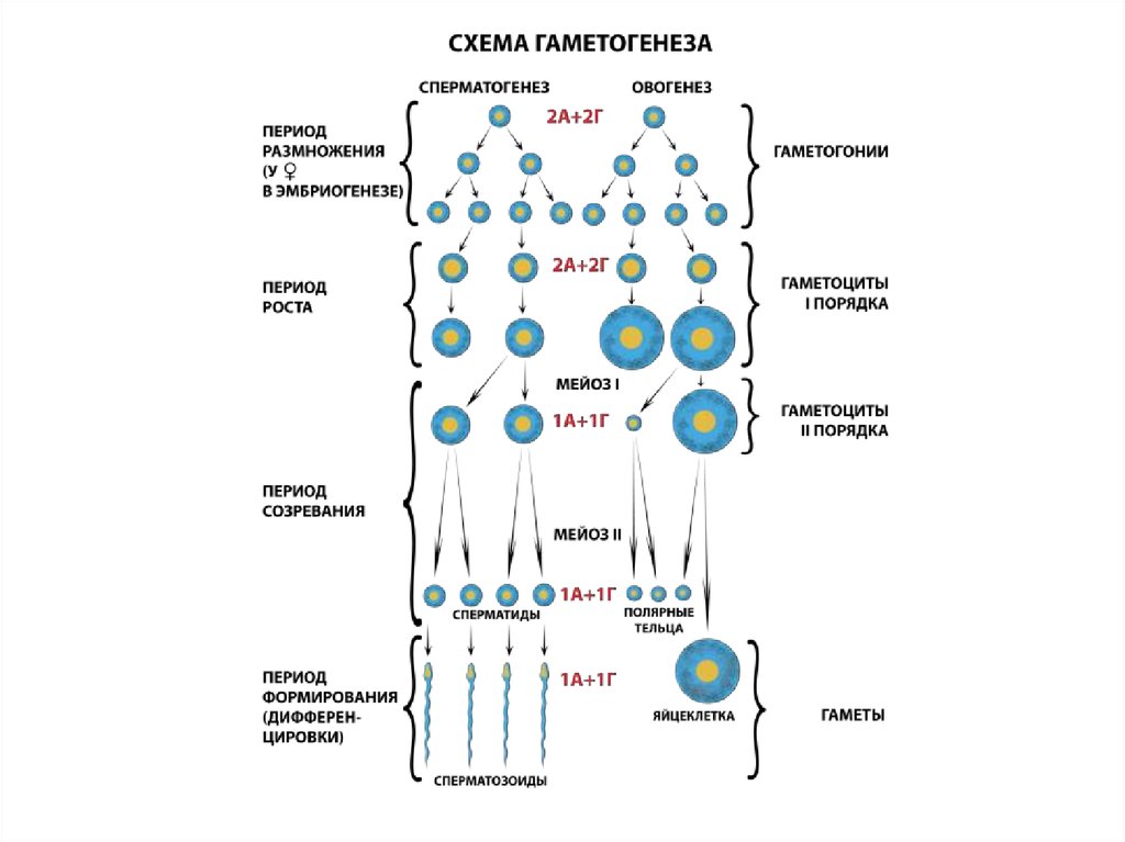 Гаметогенез. Этапы гаметогенеза овогенез сперматогенез. Схема сперматогенеза и овогенеза. Схема спермато и овогенеза. Схема основных этапов сперматогенеза и овогенеза.