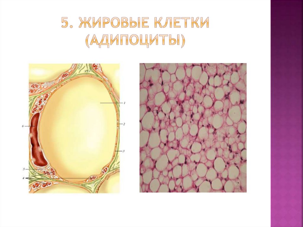 Липоциты. Адипоциты жировой ткани. Жировые клетки. Жировые клетки адипоциты. Жировая клетка строение.