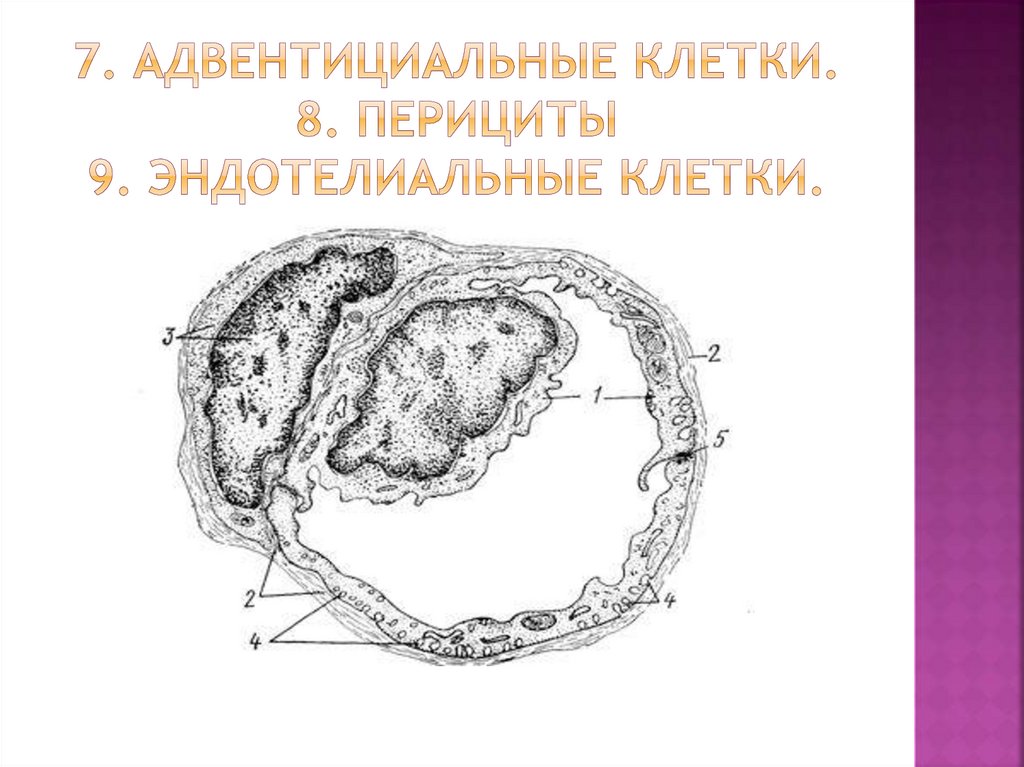 Адвентициальные клетки рисунок