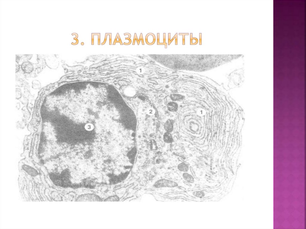 Плазмоциты. Плазмоциты Электронограмма. Плазмоцит гистология. Плазмоцит гистология Электронограмма. Плазмоцит строение.