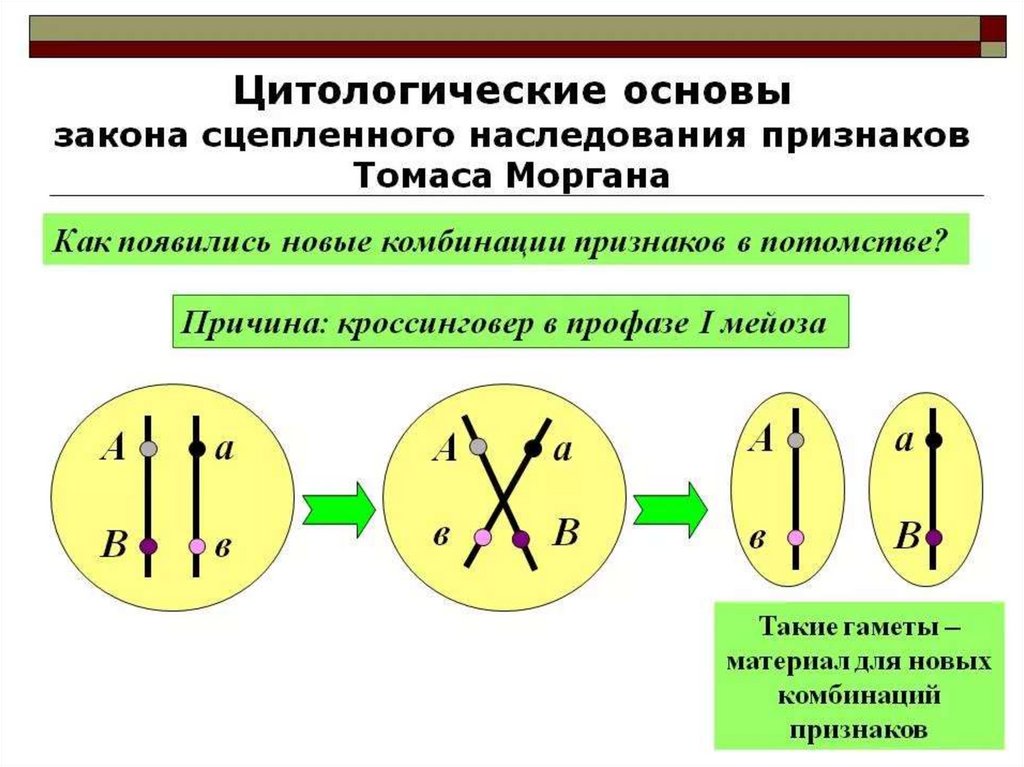 Сцепленное наследование генов презентация 9 класс