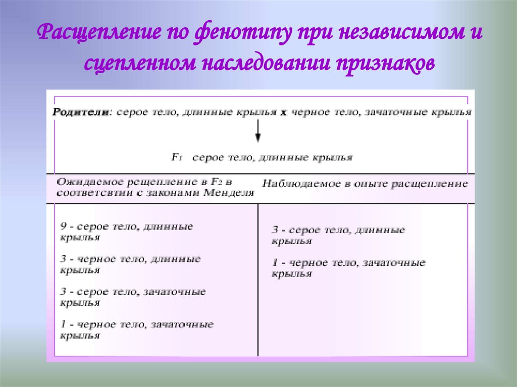 Презентация сцепленное наследование признаков 10 класс