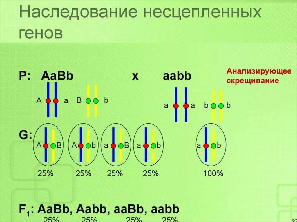 Схема взаимного расположения генов в одной группе сцепления это