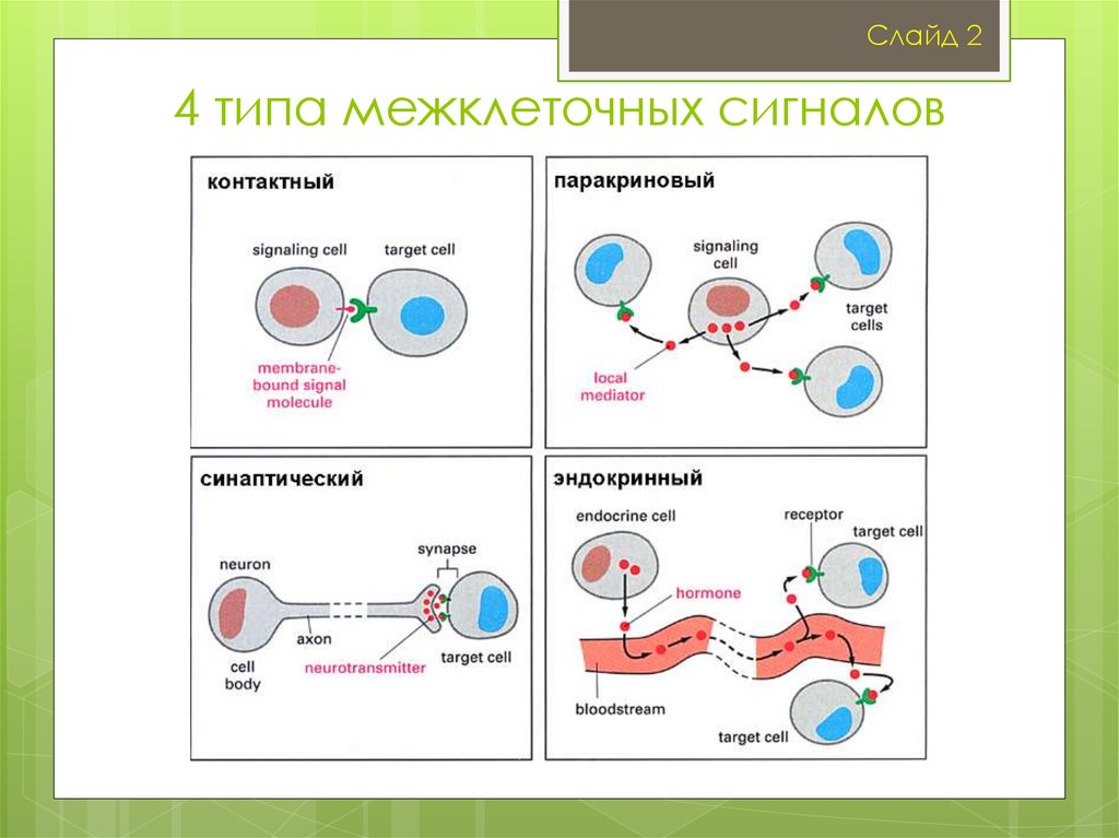 Схема межклеточной кооперации