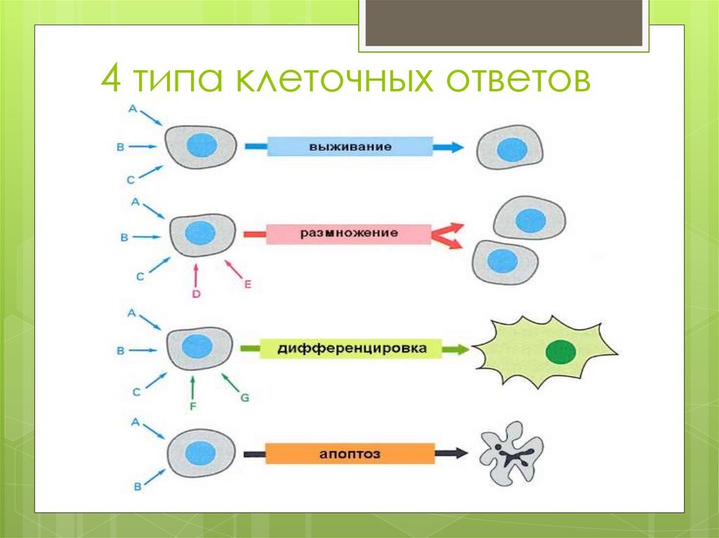 Клетки ответить 4. Четыре вида клеток. Типы клеток схема. Виды клеточного ответа. Четыре типа клеток.