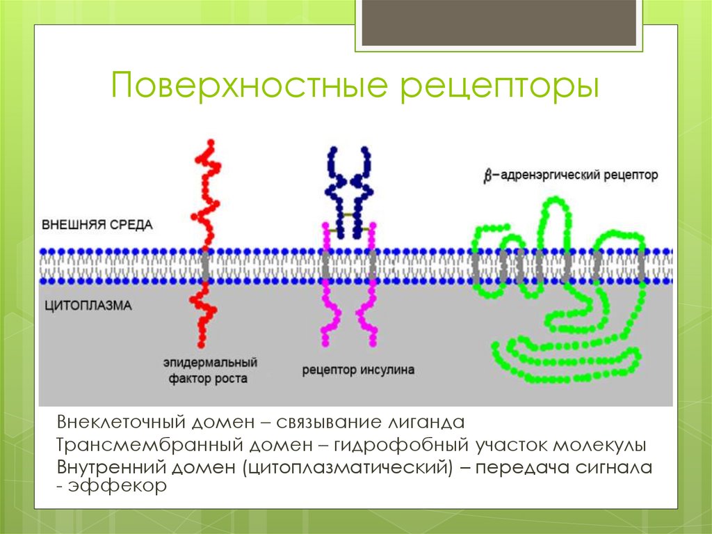 Сигнала фермент. Поверхностные рецепторы. Внеклеточный домен. Цитоплазматический домен рецептора это. Поверхностный клеточный Рецептор.