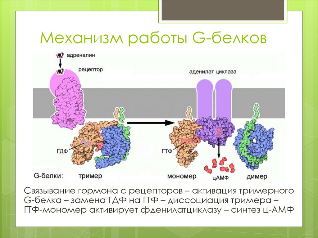 Белок рецептор. G белки биохимия. G белки функции. Типы g белков. Механизм работы рецептора белков.