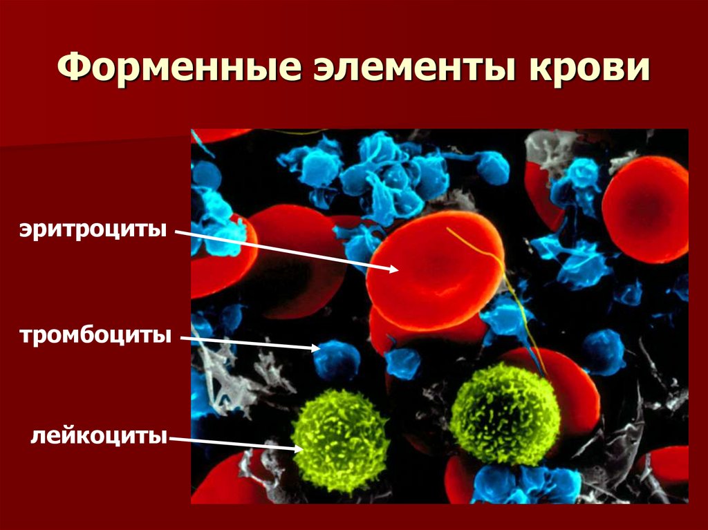 Фермент тромбоцитов. Эритроциты лейкоциты тромбоциты. Эритроциты лейкоциты тромбоциты картинки. Форменные элементы крови тромбоциты. Эритроциты лейкоциты тромбоциты фагоциты.