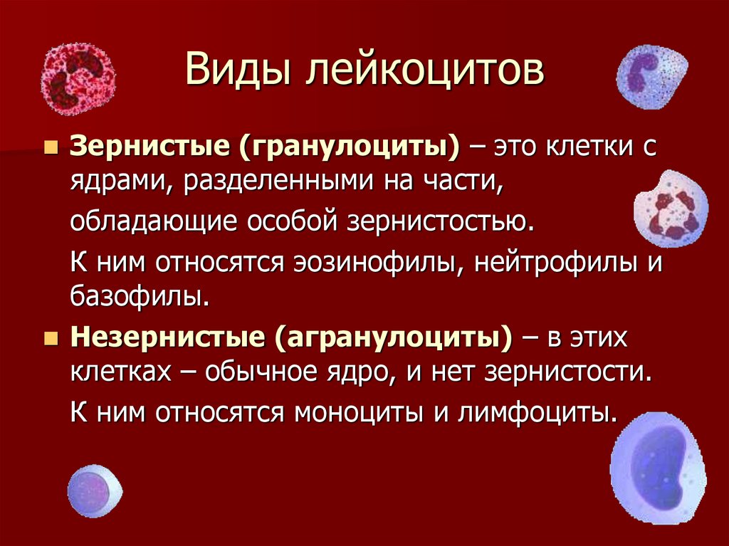 Типы лейкоцитов