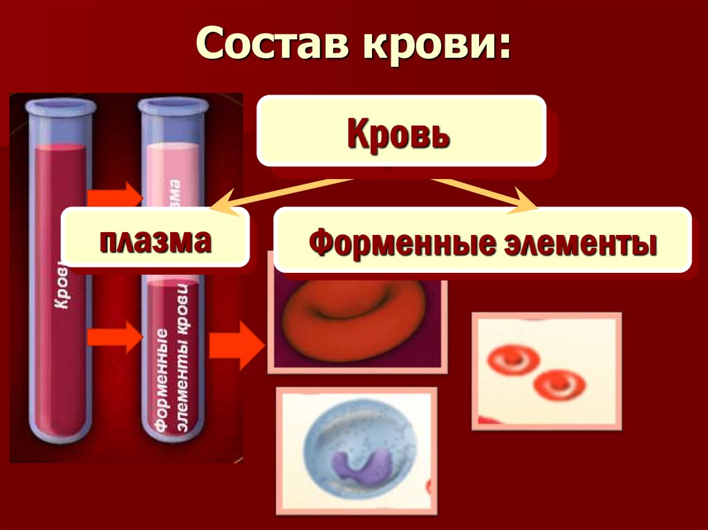 Кровь состав свойства и функции презентация