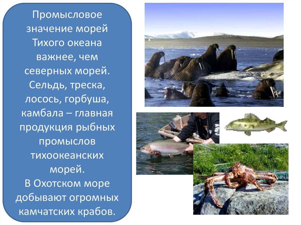 Презентация море охотское море