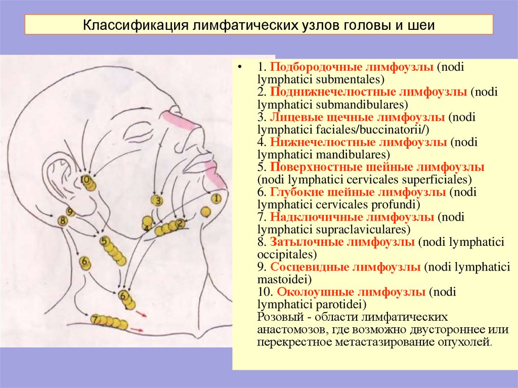 Лимфоузлы затылочные причины. Шейные лимфатические узлы схема. Лимфатическая система лица и шеи. Схема лимфатической системы головы. Шейные лимфоузлы расположение схема.