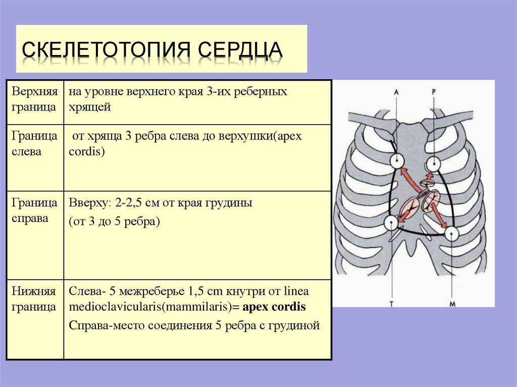 Второе межреберье справа