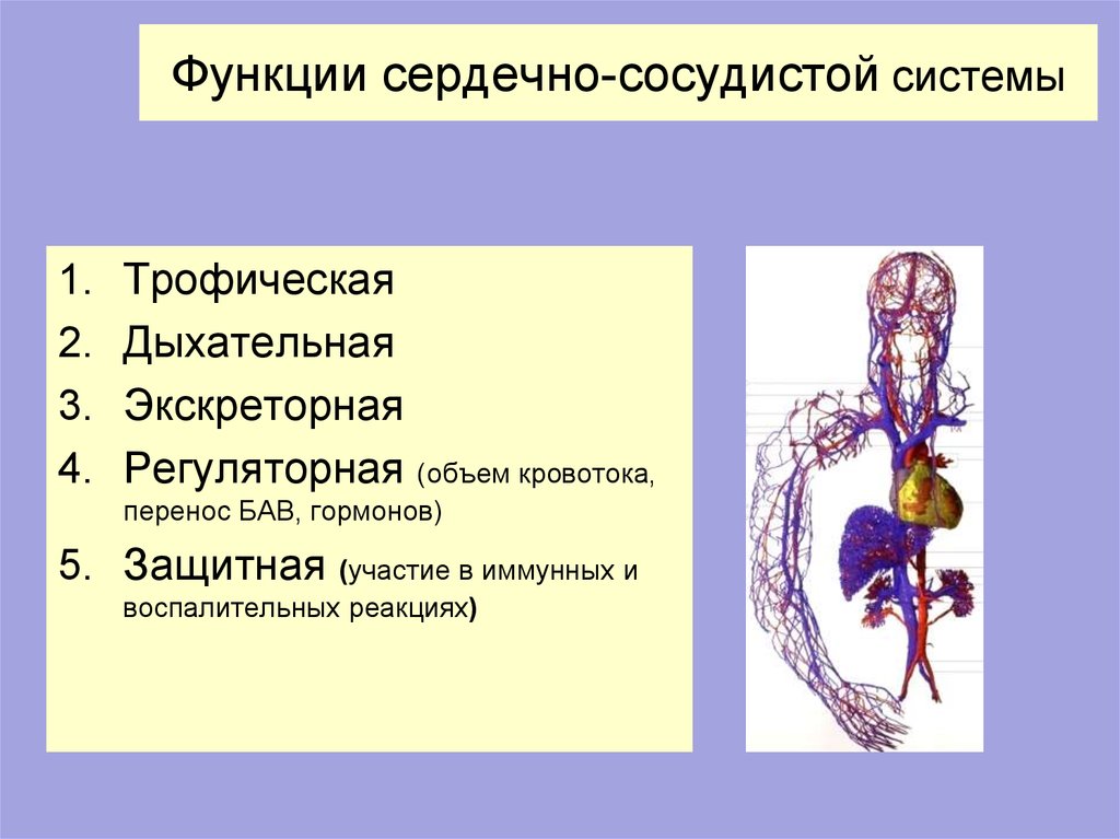 Основные функции кровообращения. Функции сердечно-сосудистой системы. Функции ССС. Строение и функции сосудистой системы. Функции кровеносной системы.