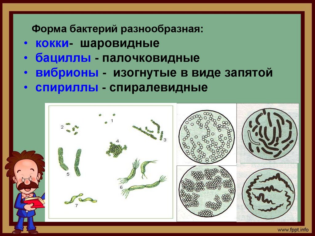 Бактерии названия