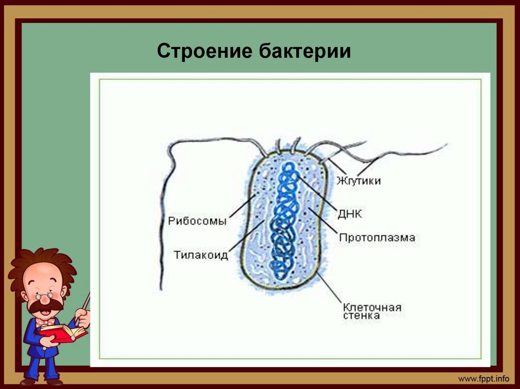 Размеры бактерий