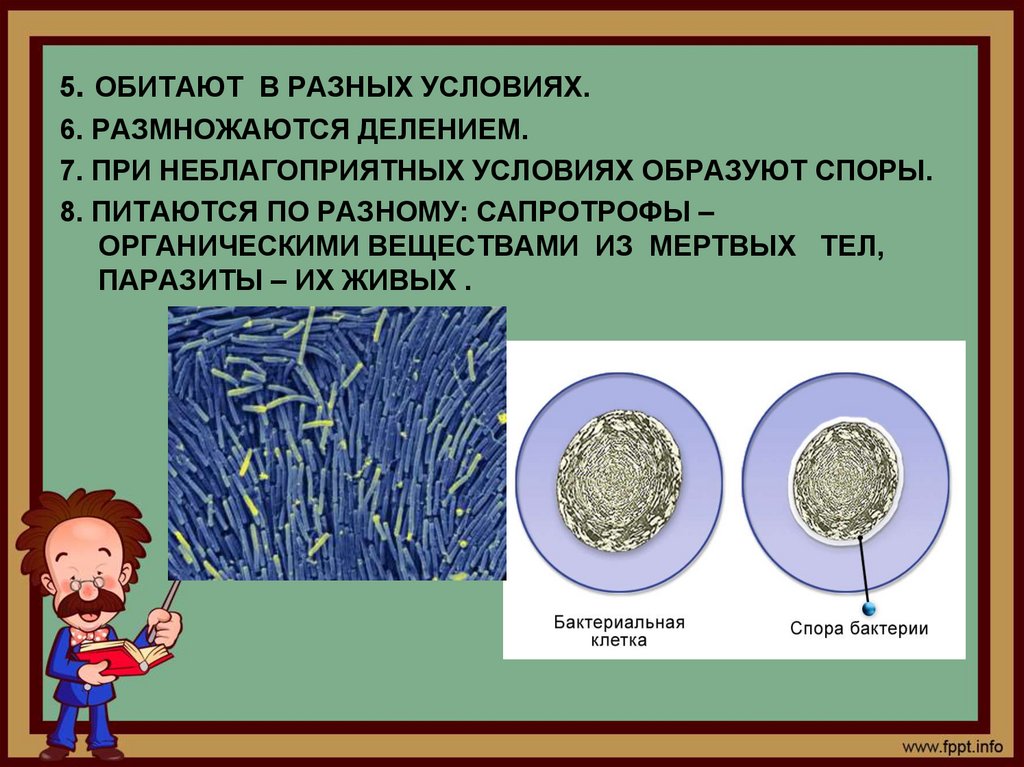 Микроорганизмы их строение и значение для человека 8 класс технология презентация