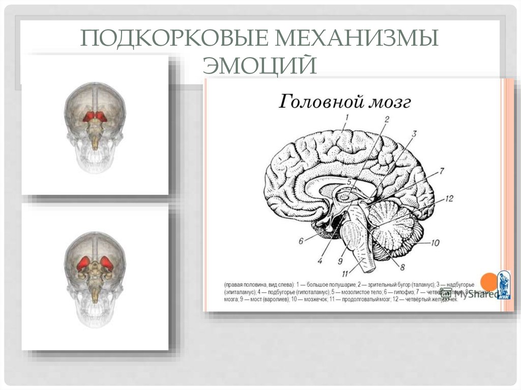 Проект механизм проявления эмоций