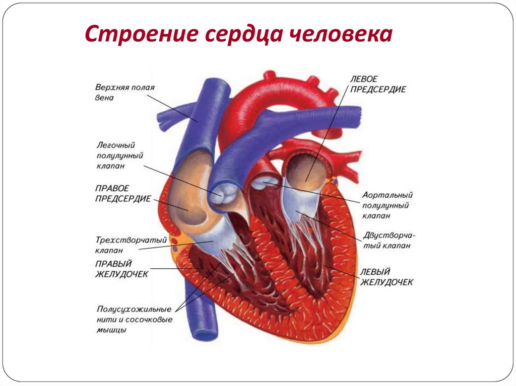 Изучить строение сердца камеры клапаны оболочки зарисовать и подписать схему строения сердца