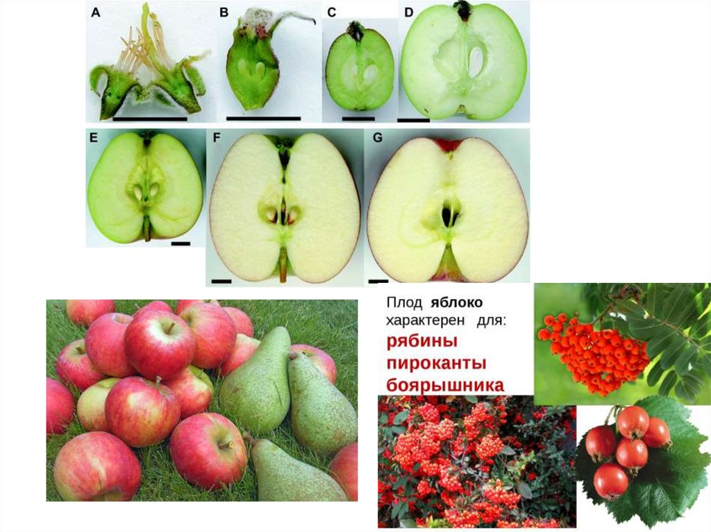 Какую функцию выполняет плод яблони