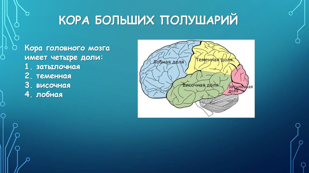Отделы мозга имеющие кору. Доли коры больших полушарий. Доли коры больших полушарий головного мозга.