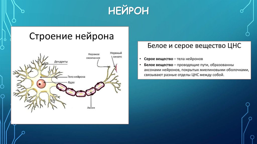 Особенности строения нервных клеток. Строение нейрона физиология человека. Нейроны головного мозга строение. Морфология нейронов. Структуры нейрона и их функции.