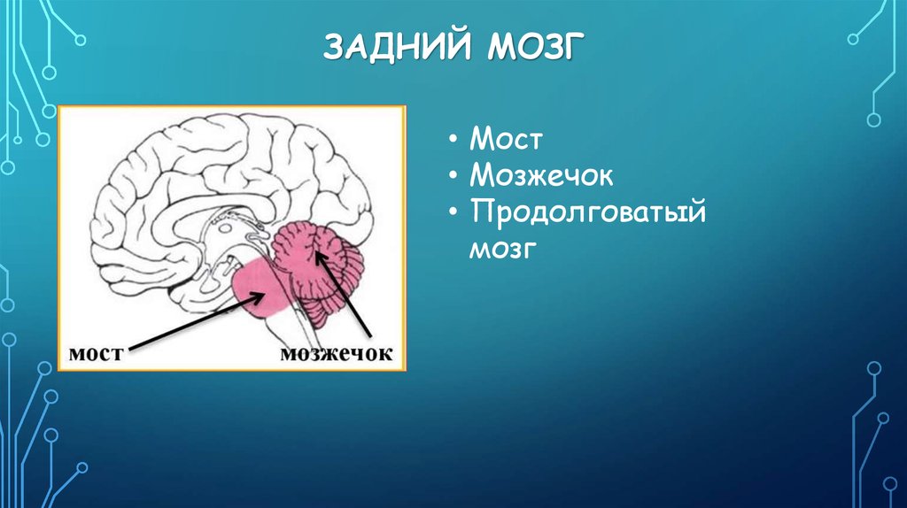 В задний мозг входит мозжечок. Задний мозг. Задний мозг мост и мозжечок. Функции заднего мозга кратко. Задний мозг мозжечок.