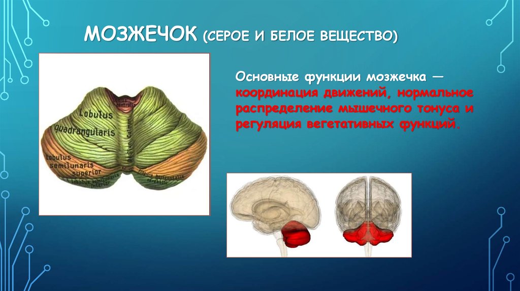 Серое вещество в мозжечке. Мозжечок анатомия белое и серое вещество. Белое вещество мозжечка. Серое и белое вещество мозжечка. Ядра мозжечка.