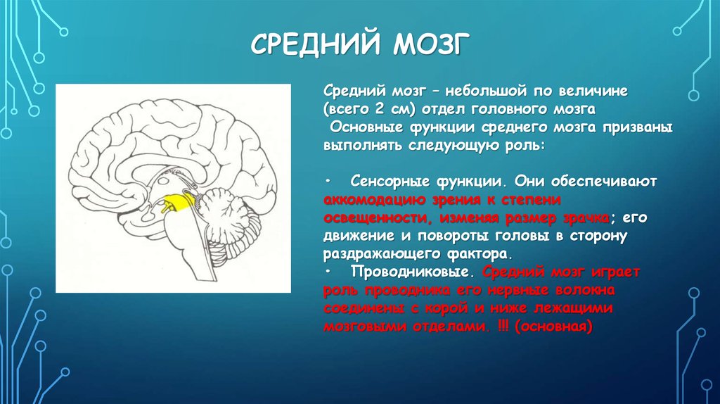 Сколько весит средний мозг. Сенсорная функция среднего мозга. Производные среднего мозга. Головной мозг средний мозг. Средний отдел мозга функции.